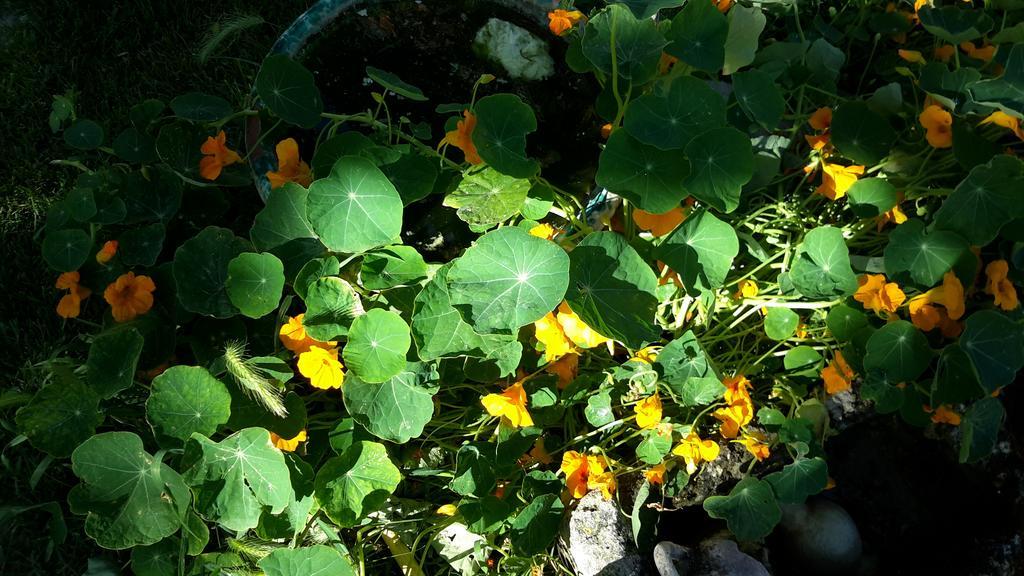 Casa Di Campagna Dal Pozzo Sorso Quarto foto